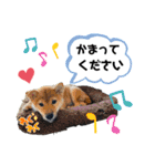 愛犬リンといちとお友達のゆるゆるスタンプ（個別スタンプ：38）
