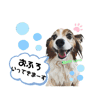 愛犬リンといちとお友達のゆるゆるスタンプ（個別スタンプ：40）