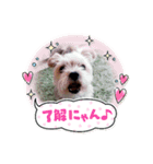 ミックス犬4兄弟 ウキウキスタンプ（個別スタンプ：4）