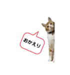 NEWちっくんスタンプ（個別スタンプ：5）