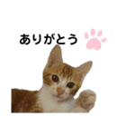 NEWちっくんスタンプ（個別スタンプ：7）