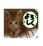 NEWちっくんスタンプ（個別スタンプ：12）