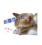 NEWちっくんスタンプ（個別スタンプ：16）