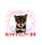 かわいいでしょ 柴犬（個別スタンプ：8）