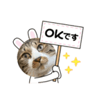 ねこちゃんスタンプ4（個別スタンプ：1）