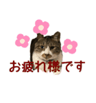 ねこちゃんスタンプ4（個別スタンプ：2）