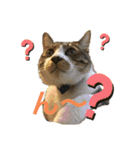 ねこちゃんスタンプ4（個別スタンプ：5）