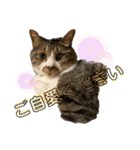 ねこちゃんスタンプ4（個別スタンプ：6）