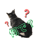 ねこちゃんスタンプ4（個別スタンプ：7）
