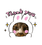 ねこちゃんスタンプ4（個別スタンプ：9）