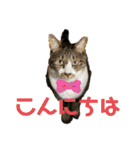 ねこちゃんスタンプ4（個別スタンプ：10）