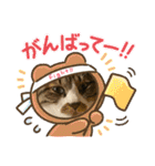 ねこちゃんスタンプ4（個別スタンプ：11）