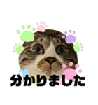 ねこちゃんスタンプ4（個別スタンプ：14）