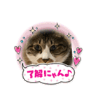 ねこちゃんスタンプ4（個別スタンプ：15）