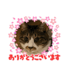 ねこちゃんスタンプ4（個別スタンプ：16）