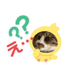 ねこちゃんスタンプ4（個別スタンプ：19）