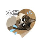 ねこちゃんスタンプ4（個別スタンプ：20）