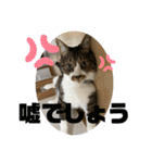 ねこちゃんスタンプ4（個別スタンプ：21）