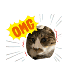 ねこちゃんスタンプ4（個別スタンプ：22）