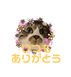 ねこちゃんスタンプ4（個別スタンプ：23）