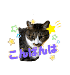 ねこちゃんスタンプ4（個別スタンプ：24）