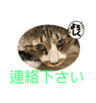 ねこちゃんスタンプ4（個別スタンプ：27）