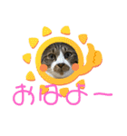 ねこちゃんスタンプ4（個別スタンプ：28）