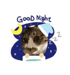 ねこちゃんスタンプ4（個別スタンプ：30）