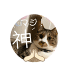 ねこちゃんスタンプ4（個別スタンプ：31）