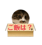 ねこちゃんスタンプ4（個別スタンプ：33）