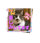 ねこちゃんスタンプ4（個別スタンプ：34）