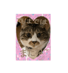 ねこちゃんスタンプ4（個別スタンプ：35）