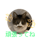 ねこちゃんスタンプ4（個別スタンプ：36）