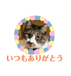 ねこちゃんスタンプ4（個別スタンプ：37）