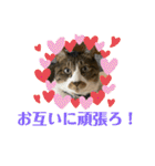 ねこちゃんスタンプ4（個別スタンプ：38）
