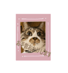 ねこちゃんスタンプ4（個別スタンプ：39）