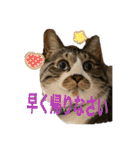 ねこちゃんスタンプ4（個別スタンプ：40）