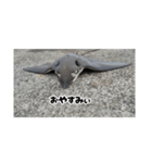 へはエイ（個別スタンプ：4）