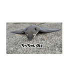 へはエイ（個別スタンプ：14）