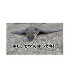へはエイ（個別スタンプ：25）