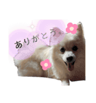 ゆめちゃんのスタンプkdi（個別スタンプ：6）