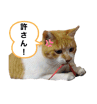 元野良猫チャチャ（個別スタンプ：12）