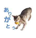 さくら日和 花（個別スタンプ：7）