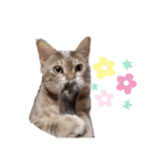 さくら日和 花（個別スタンプ：8）
