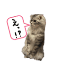 りかぽスタンプ（個別スタンプ：1）