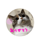 りかぽスタンプ（個別スタンプ：3）