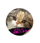 りかぽスタンプ（個別スタンプ：7）