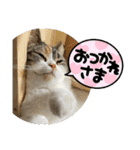 りかぽスタンプ（個別スタンプ：12）
