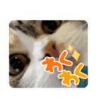 りかぽスタンプ（個別スタンプ：13）