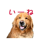 ゴールデン・レトリバー ブランの日常（個別スタンプ：1）